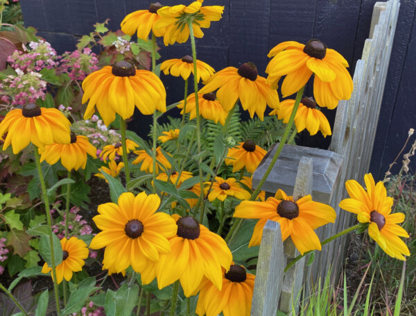 Side yard cutting garden