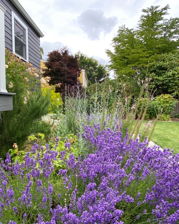 Climbing roses, ‘Hidcote’ lavender and sage thrive in the southern exposure and heat retaining path Southern facing garden