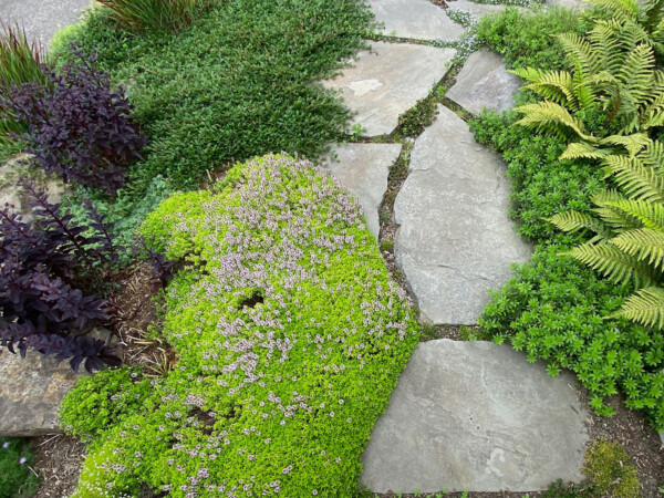 Groundcover happily filling the areas around the flagstone path Flagstone Path