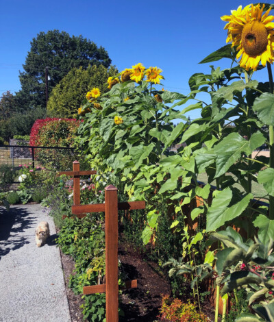 Photo Courtesy of Client The dog days of Summer